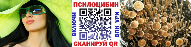 закладка  Кудрово  Галлюциногенные грибы Psilocybine cubensis 